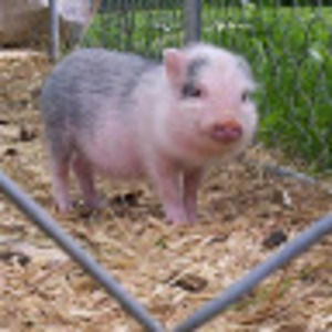 Meet your Posher, Tessa